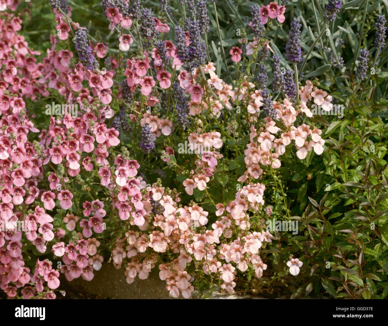 Diascia - `Hopley's Apricot' (LHS) with D. barberae   ALP047851 Stock Photo